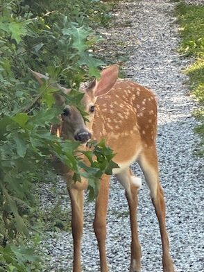 a picture of a fawn in a driveway peering around a hedge